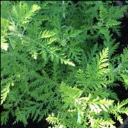 African Wormwood | Artemisia afra | Wildeals Capsules x 30