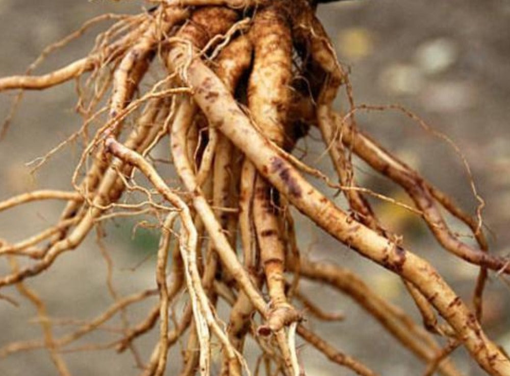 Ashwaganda | Withania Somnifera | Bitterappelliefie Capsules x 30