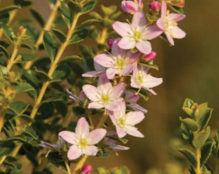 Buchu | Agathosma Betulina | Boegoe Capsules x 30