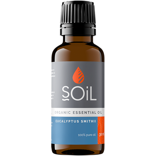 Eucalyptus | Eucalyptus smithii  | Bloekom