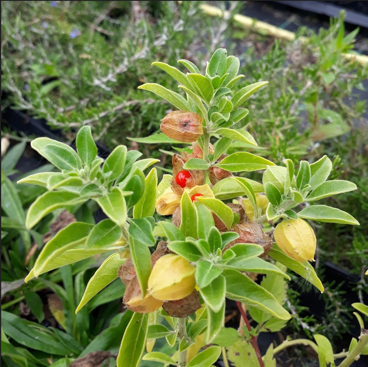 Ashwaganda | Withania Somnifera | Bitterappelliefie Capsules x 30