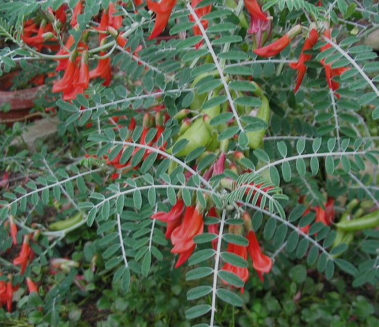 Cancerbush | Sutherlandia Frutescens | Kankerbos Capsules x 30