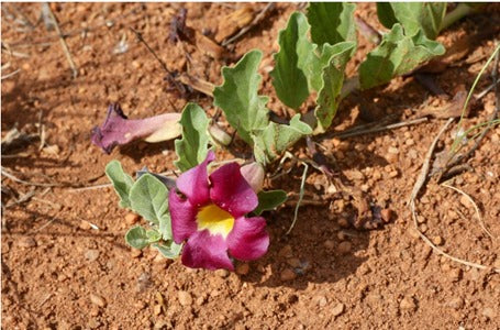 Devil’s Claw | Harpagophytum procumbens | Duiwelsklou Capsules x 30