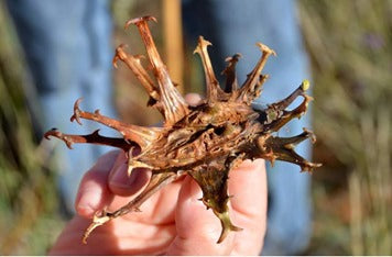 Devil’s Claw | Harpagophytum procumbens | Duiwelsklou Capsules x 30