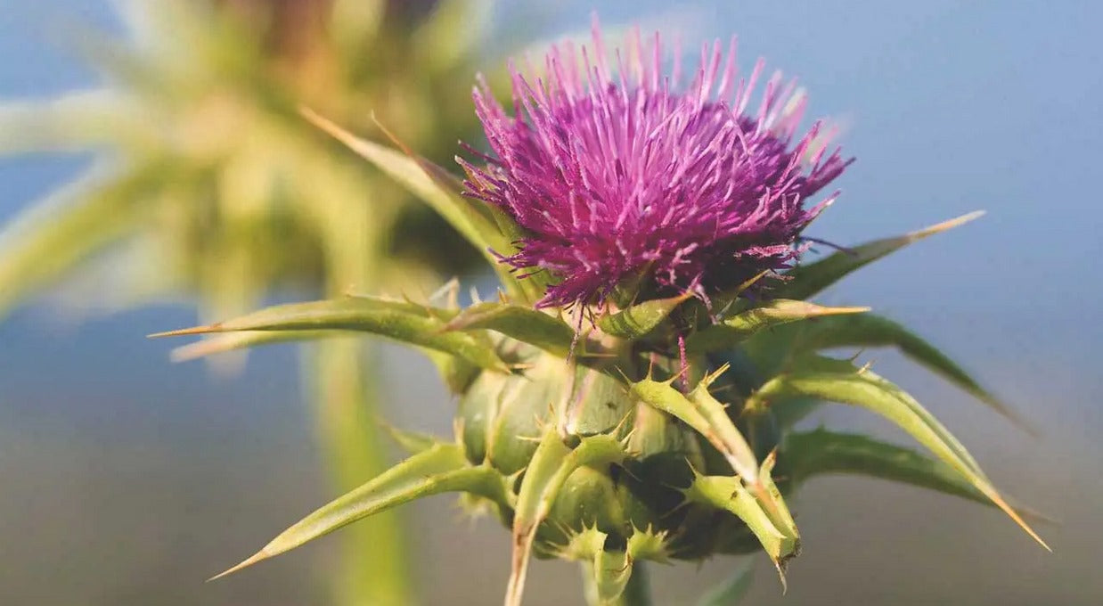 Milk Thistle | Silybum Marianum | Disseldoring Capsules x 30