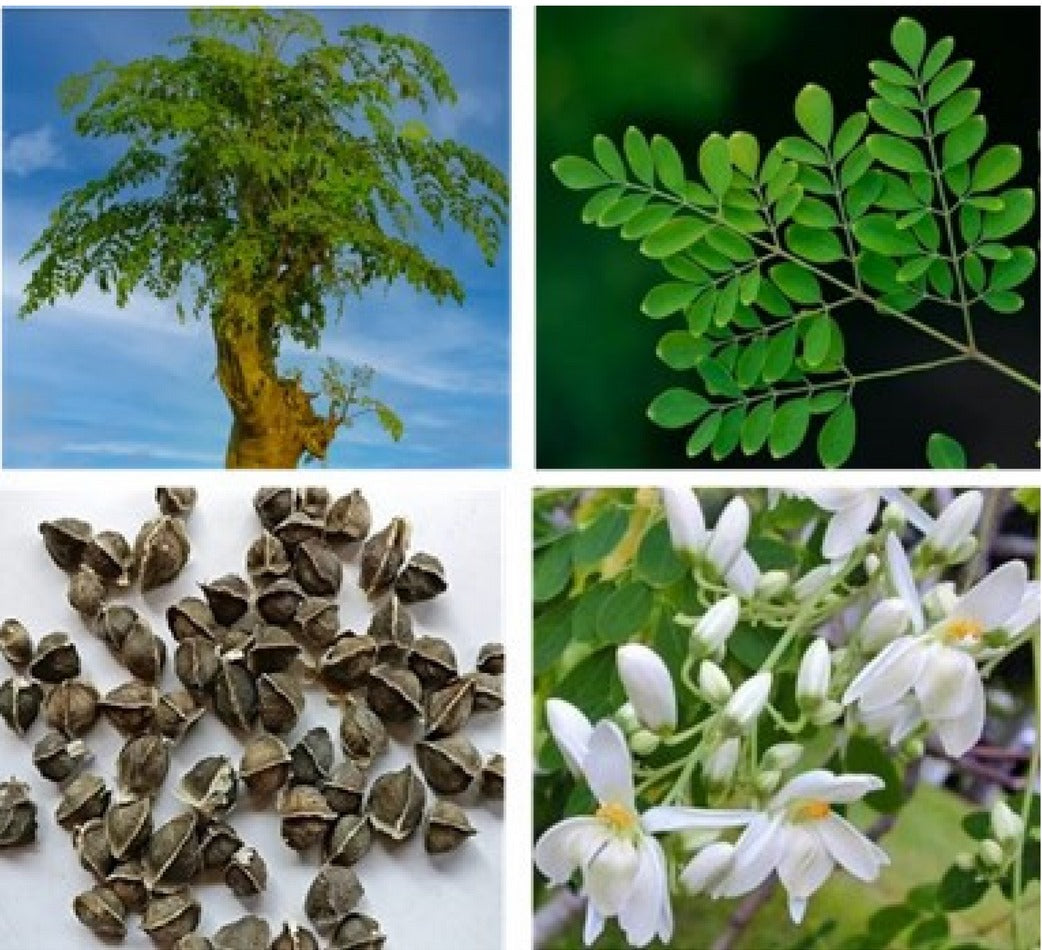Moringa | Moringa oleifera | Sprokiesboom Capsules x 30