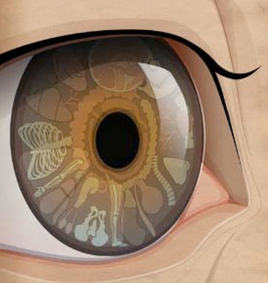 Follow-Up Iridology Consultation (in-person or virtual)